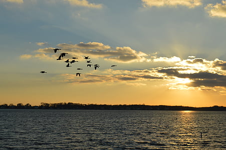 natura, posta de sol, Long island, oceà, Badia, migració, ocells