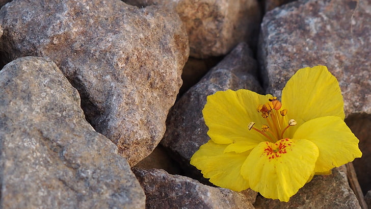yellow flower, rocks, plant, spring, petals, flora, nature