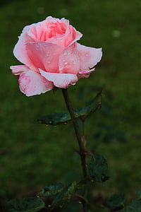 Blume, Rosa, Schaltfläche 