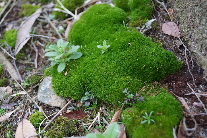 moss, plant, natural