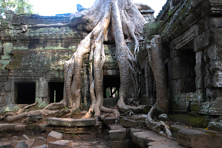 albero, Turismo, Viaggi, radice, Tour, Cambogia, Asia