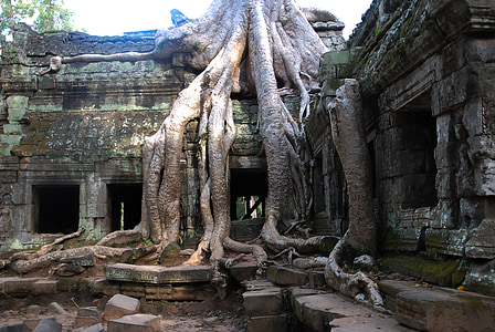 arbre, Tourisme, voyage, racine, tour, Cambodge, l’Asie