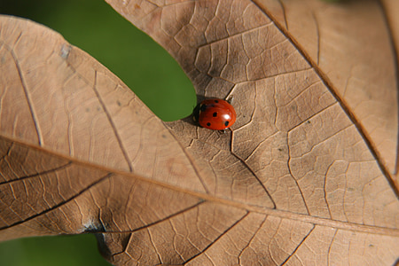 ladybug, leaf, nature, insect, macro, bug, foliage
