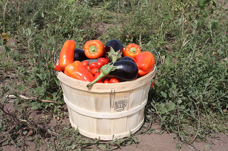 Harvest, tomater, aubergine, natur, anlegget, elitexpo, grønnsakshage