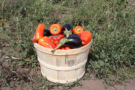 thu hoạch, cà chua, cà tím, Thiên nhiên, thực vật, elitexpo, vườn rau