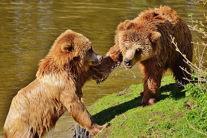 bear, wildpark poing, play, slap in the face, water, brown bear, wild animal