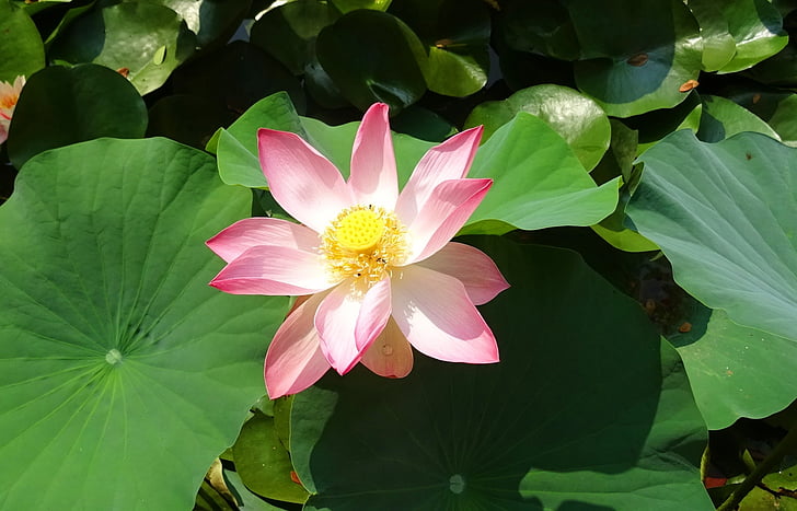 Lotus, virág, rózsaszín, Nelumbo, nucifera, porzó, Pistil