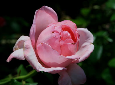 kwiat, Bloom, Pączek, Róża, zaokrąglone, kształcie jajka, różowy