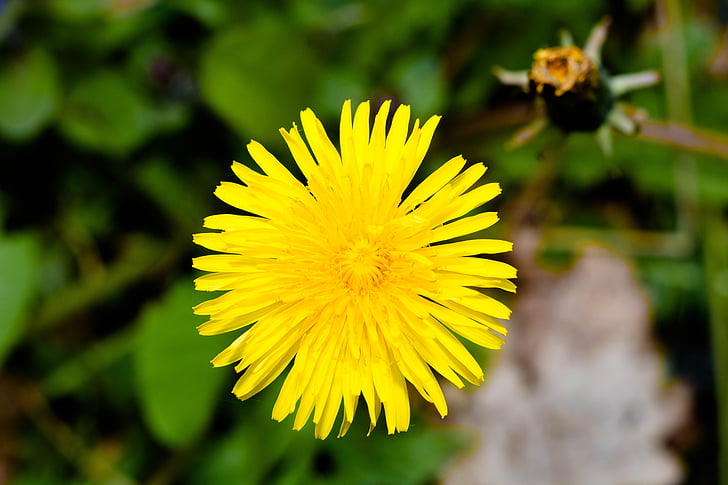 diente de León, amarillo, flor, flor, floración, planta, naturaleza