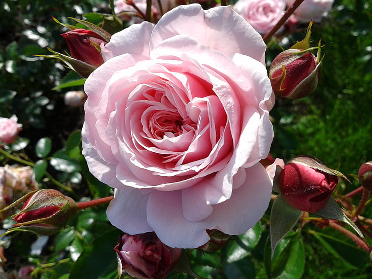 τριαντάφυλλο, φύλλωμα, πράσινο, φύση, Κήπος, τριαντάφυλλο - λουλούδι, ροζ χρώμα