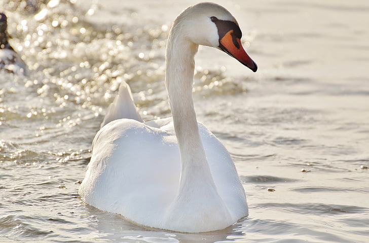 swan, water, lake constance, animal world, lake, bird, feather