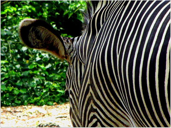Zebra, gradina zoologica, dungi, animale, negru alb, model