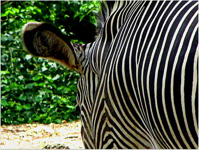 Zebra, Zoo, striber, dyr, sort hvid, mønster