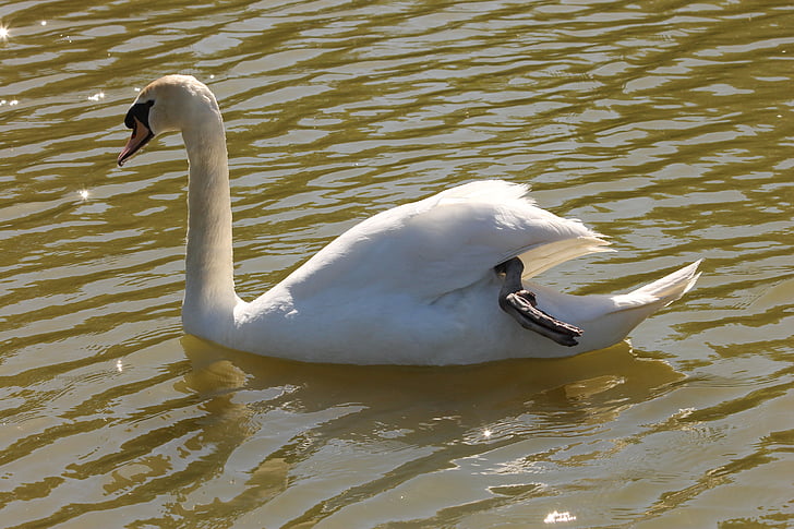swan, nature, animals, bird, pond