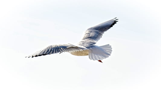Seagull, hitam menuju gull, bulu, burung air, dunia hewan, fotografi satwa liar, terbang