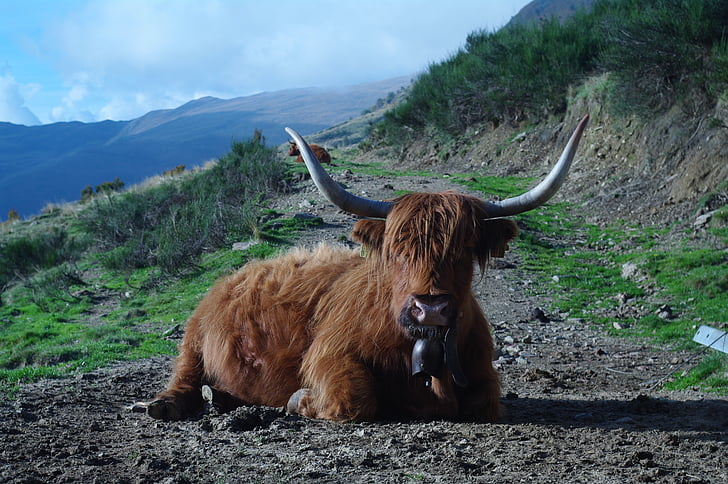Highland rundvlees, Ticino, natuur concreet, tierhaltung welzijn
