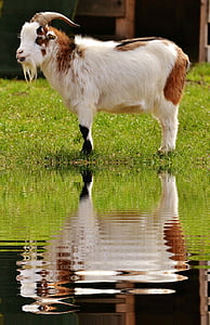 chèvre, animal, eau, mise en miroir, Meadow, Banque, ferme