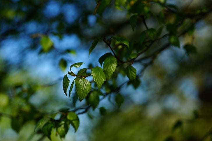 branch, leaves, spring, young, green, nature, macro