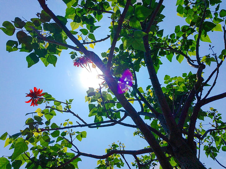 flowers, nature, sky, sun, sunny, tree, leaf