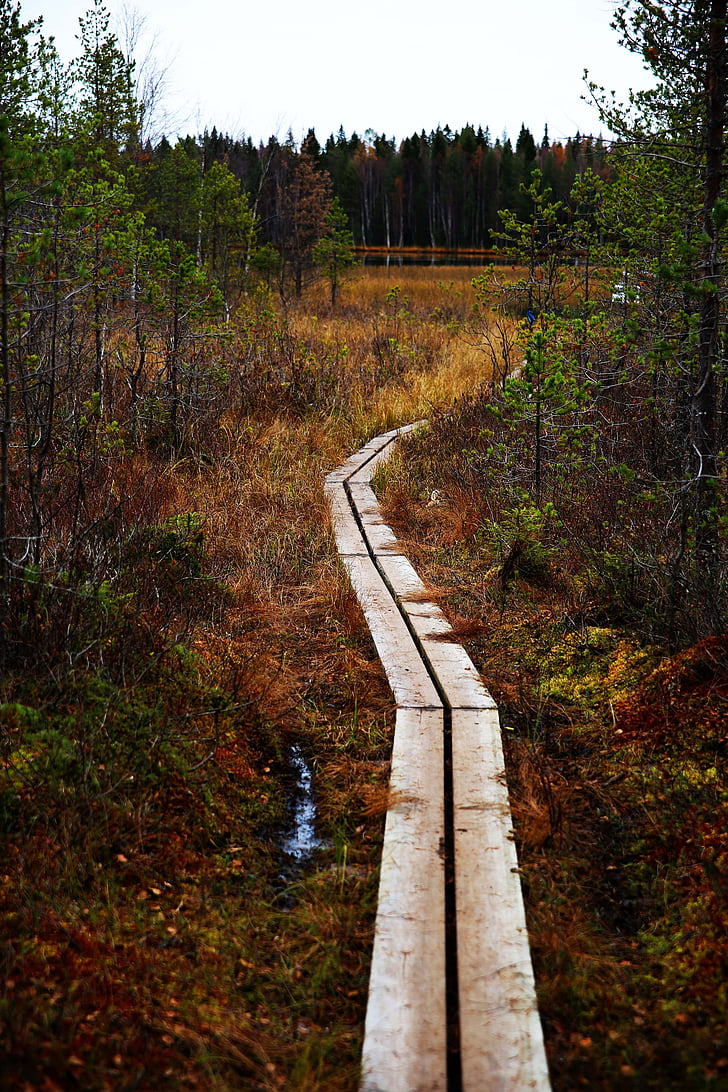 footbridge, Metsä, polku, Luonto, puu, Bro