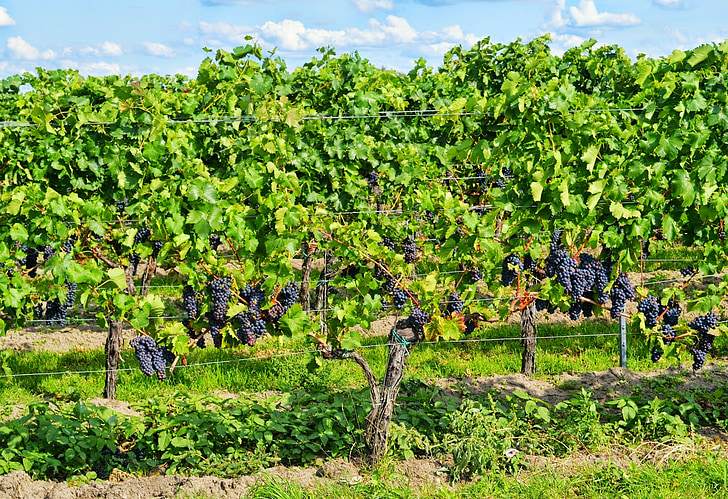 druer, Pfalz, vin, høst, vingården, vinen høste, Vintage