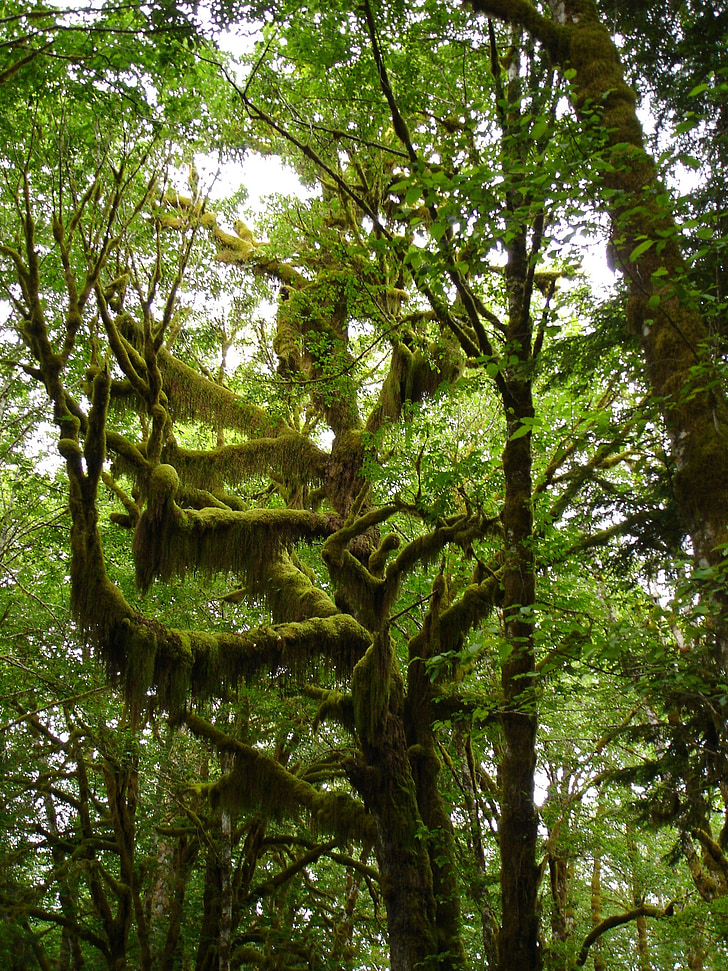 fák, moha, Lake quinault, természet, vadonban, esőerdő, Olympic nemzeti park