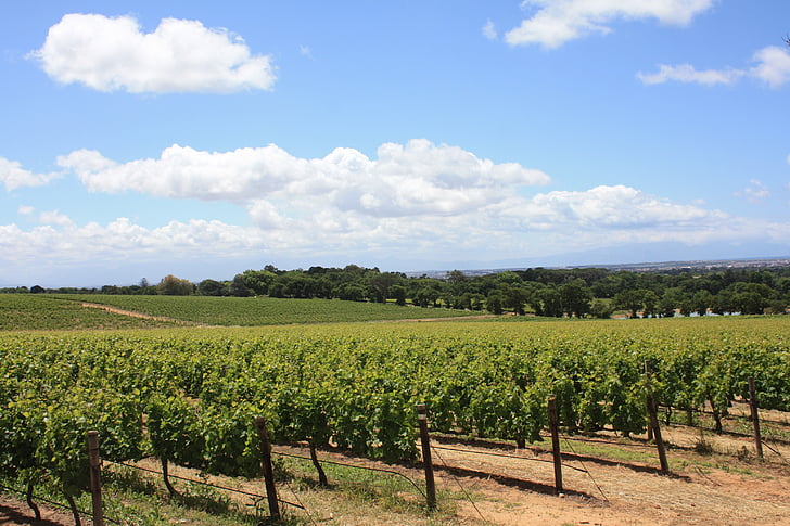 Republika Południowej Afryki, winnicy, winorośl, Winelands, Turystyka, krajobraz, Wine country