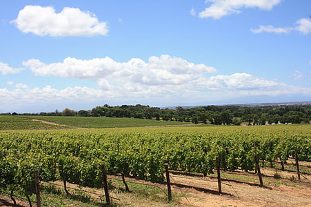 แอฟริกาใต้, โรงกลั่นไวน์, เถาวัลย์, winelands, การท่องเที่ยว, ภูมิทัศน์, ประเทศผลิตไวน์