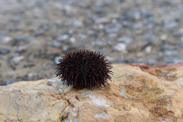 chestnut, marine, istanbul, beach, sea ​​urchin
