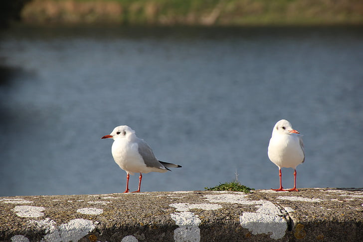 gulls, bird, seagull, birds, water