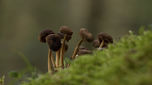 Pilz, Pilz-Gruppe, Moos, Herbst, in der Nähe, Natur, Fokus-stack