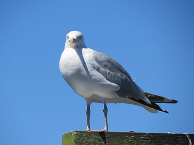 seagulls, birds, white, grey, gray, plumage, feathers