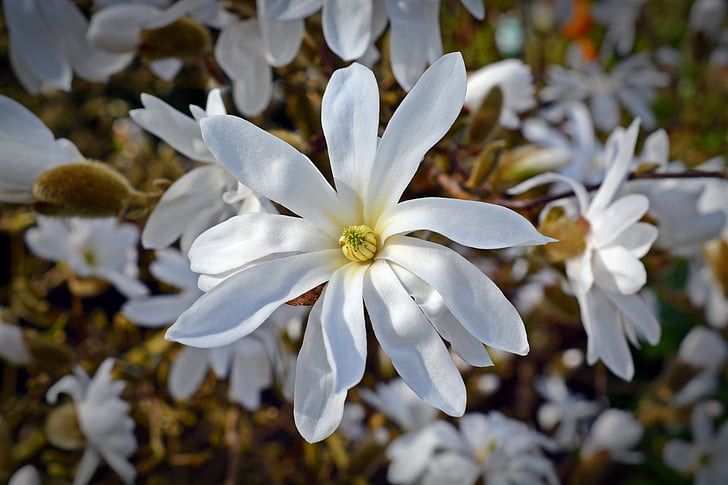 magnolia Star, Magnolia, floración, Blanco, flor, primavera, flor