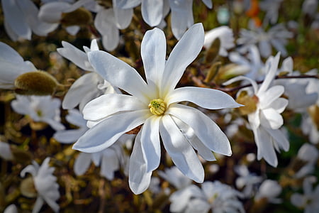 μανόλια Στελλάτα, μανόλια, άνθιση, λευκό, άνθος, άνοιξη, λουλούδι