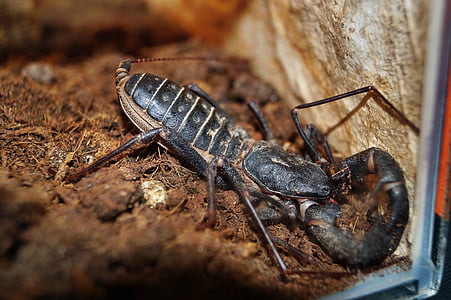 Scorpio, animal, thaïe scorpion, Sting, toxique, Euscorpius italicus, cisaillement