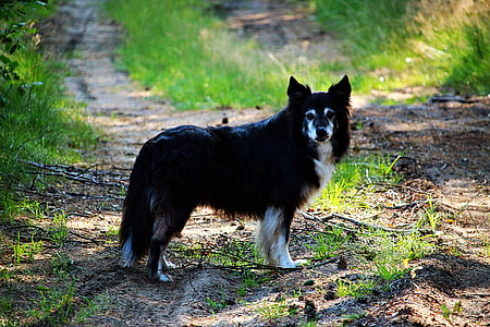 สุนัข, เส้นขอบ, ขอบ collie, สุนัขพันธุ์แท้, ช่องสุนัข, อังกฤษ sheepdog, collie