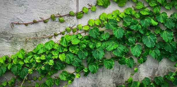 Ivy, anggur, daun, tanaman, hwalyeob, alam, Damme