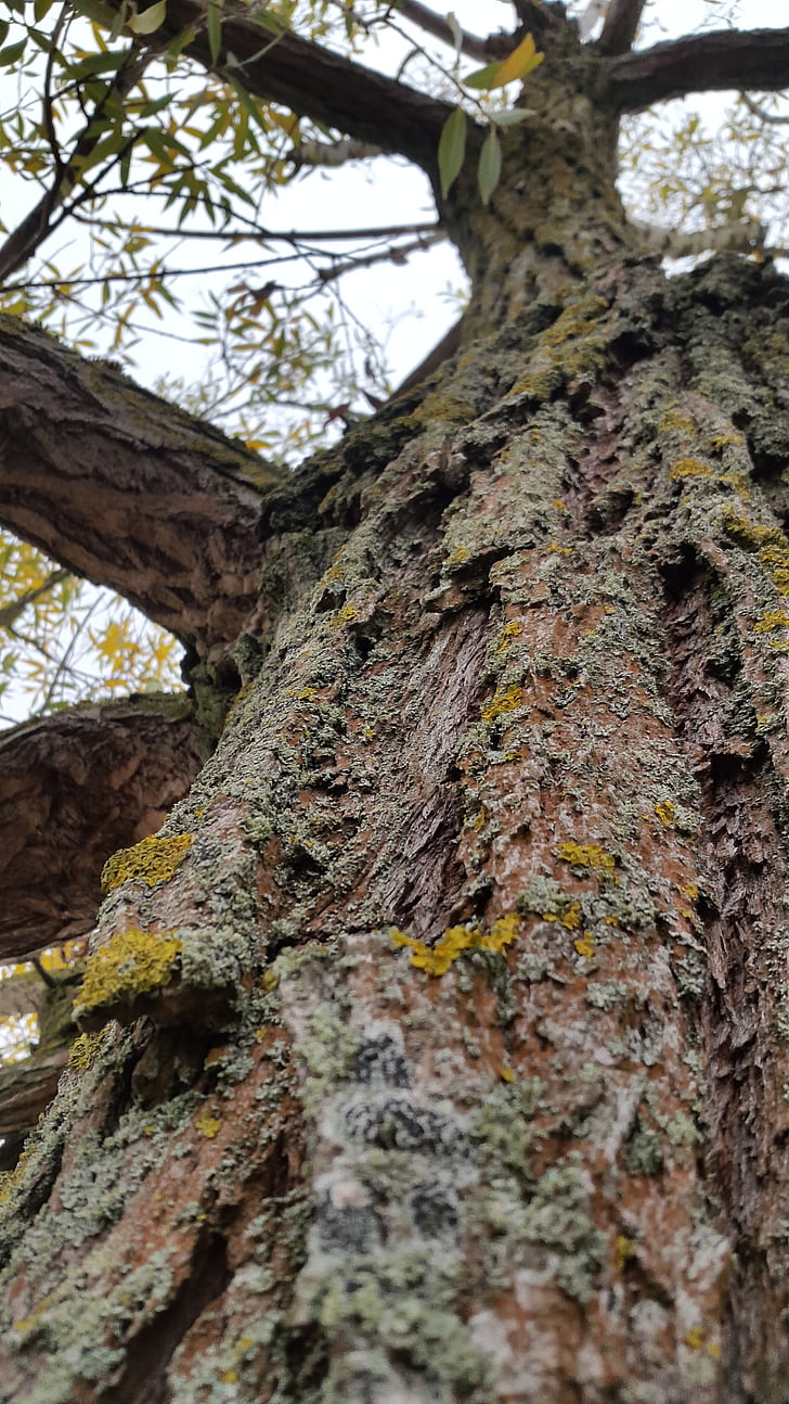 tree, moss, mushroom, nature, log, bark, fouling