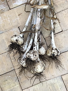 garlic, elephant garlic, harvesting of garlic