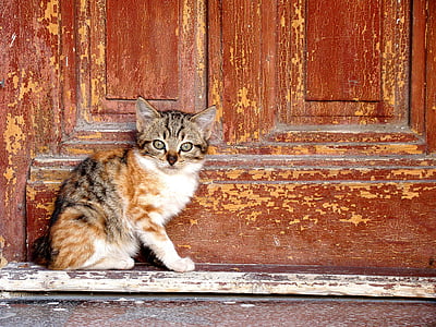 gato, bonito, porta, animal de estimação, animal, gatinho, jovem