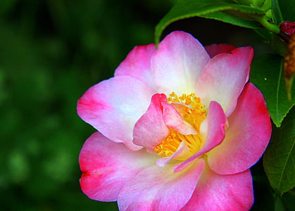 Blume, Rosa, weiß, Anlage, Floral, Natur, Frühling