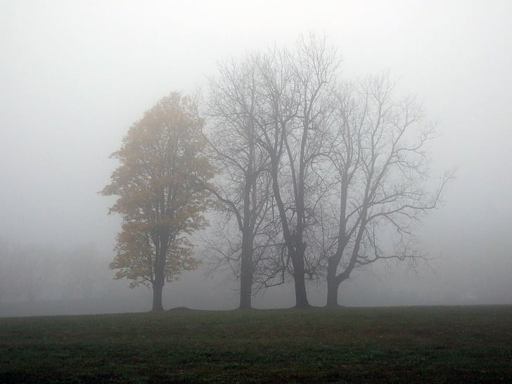 dimma, resor, träd, hösten, Slovakien