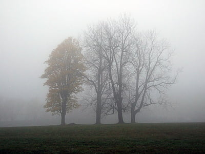 mgła, podróży, drzewa, jesień, Słowacja