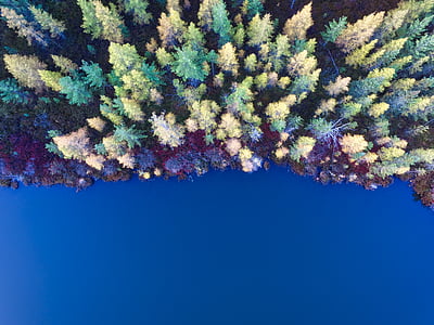 Aerial, photographie, vert, brun, arbre, près de :, corps