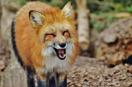 Fuchs, Wildpark poing, dier, wildlife fotografie, natuur, dierenwereld, dierlijke portret