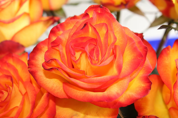 τριαντάφυλλο, υβριδικό αυξήθηκε, υβριδικά, άνθιση, λουλούδι, κόκκινο, πορτοκαλί