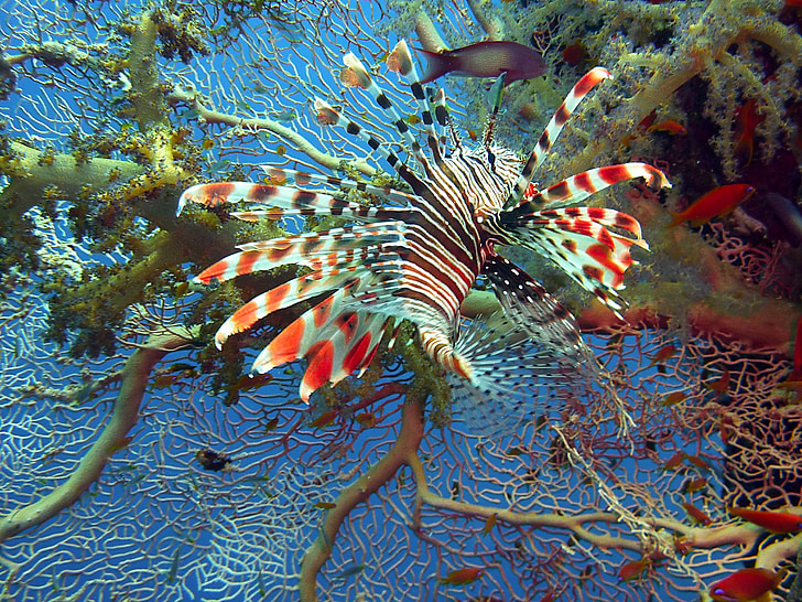 Poisson-papillon, poisson lion, poisson rouge feu, plongée sous-marine, sous l’eau, corail, récif