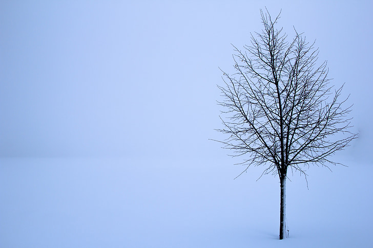 treet, Snø, vinter, landskapet, hvit, bakgrunner, Leve