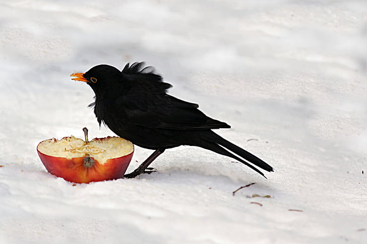 kuş, gaz, Turdus philomelos, Kış, kar, rüzgarlı, yiyecek arama