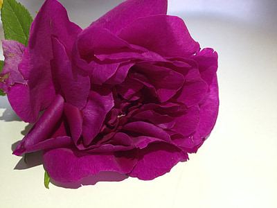 цветок, розовый, Роза, розовый цветок, декоративные растения, садовые растения, Лето